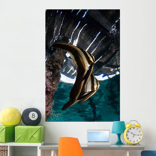 Juvenile Longfin Batfish Raja Wall Decal Design 2