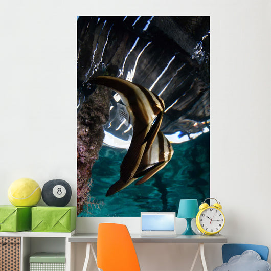 Juvenile Longfin Batfish Raja Wall Decal Design 2
