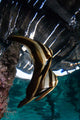 Juvenile Longfin Batfish Raja Wall Decal Design 2