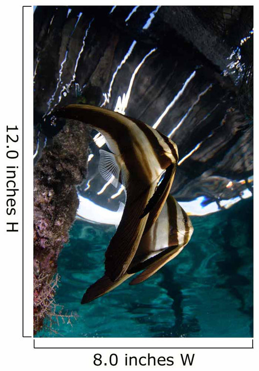 Juvenile Longfin Batfish Raja Wall Decal Design 2