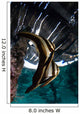 Juvenile Longfin Batfish Raja Wall Decal Design 2