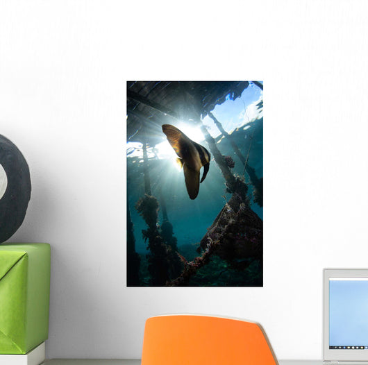 Juvenile Longfin Batfish Raja Wall Decal Design 1