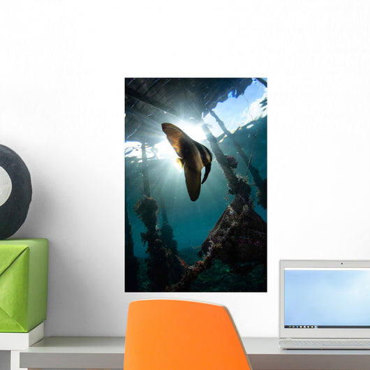 Juvenile Longfin Batfish Raja Wall Decal Design 1