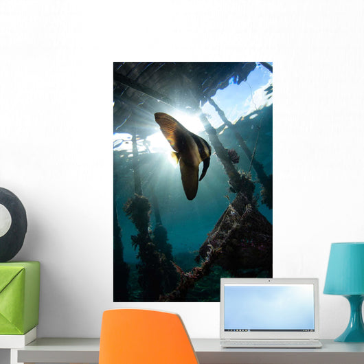 Juvenile Longfin Batfish Raja Wall Decal Design 1