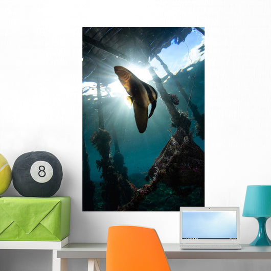 Juvenile Longfin Batfish Raja Wall Decal Design 1