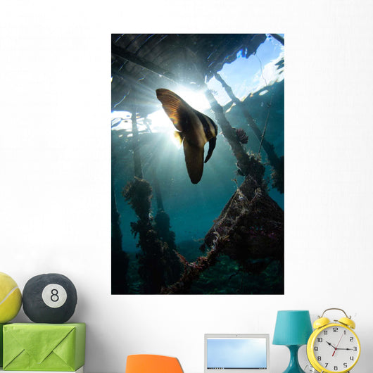 Juvenile Longfin Batfish Raja Wall Decal Design 1