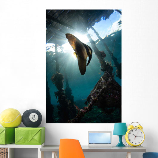 Juvenile Longfin Batfish Raja Wall Decal Design 1