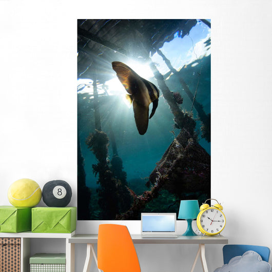 Juvenile Longfin Batfish Raja Wall Decal Design 1