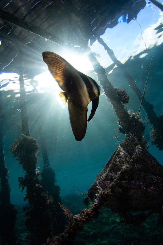 Juvenile Longfin Batfish Raja Wall Decal Design 1