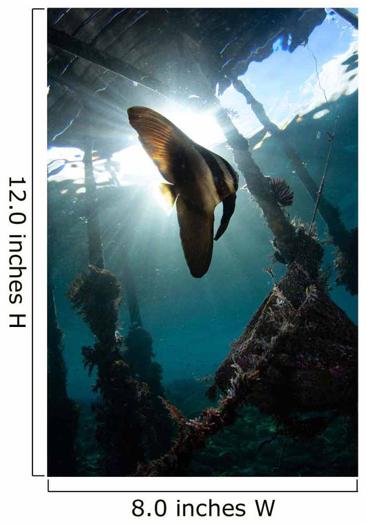 Juvenile Longfin Batfish Raja Wall Decal Design 1