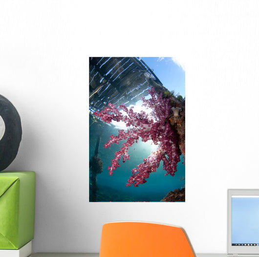 Soft Coral Dendronephthya Sp Wall Decal Design 2