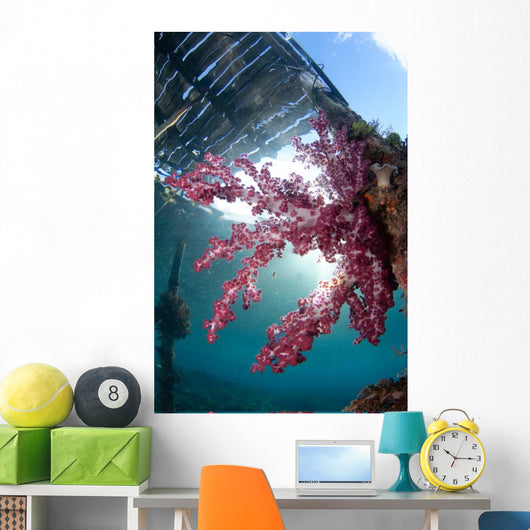 Soft Coral Dendronephthya Sp Wall Decal Design 2