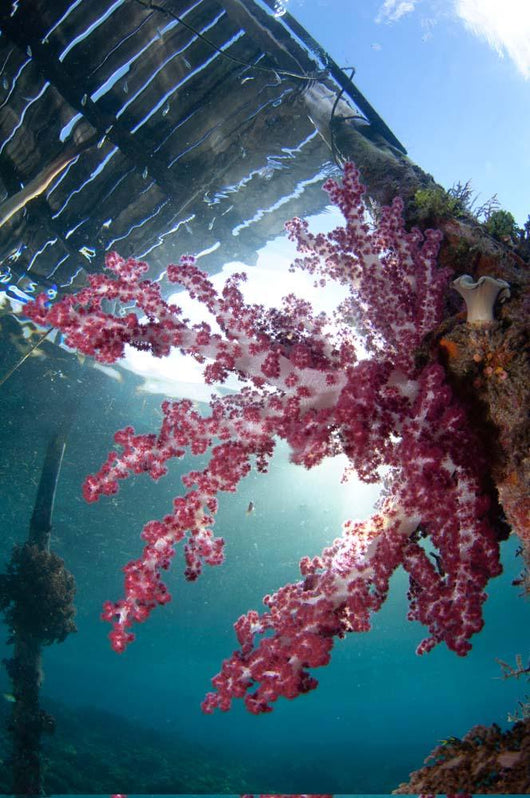 Soft Coral Dendronephthya Sp Wall Decal Design 2