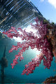 Soft Coral Dendronephthya Sp Wall Decal Design 2