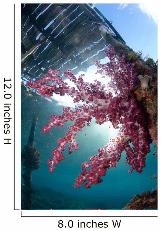 Soft Coral Dendronephthya Sp Wall Decal Design 2