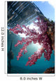 Soft Coral Dendronephthya Sp Wall Decal Design 2