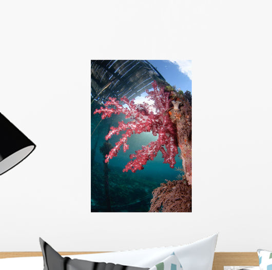 Soft Coral Dendronephthya Sp Wall Decal Design 1