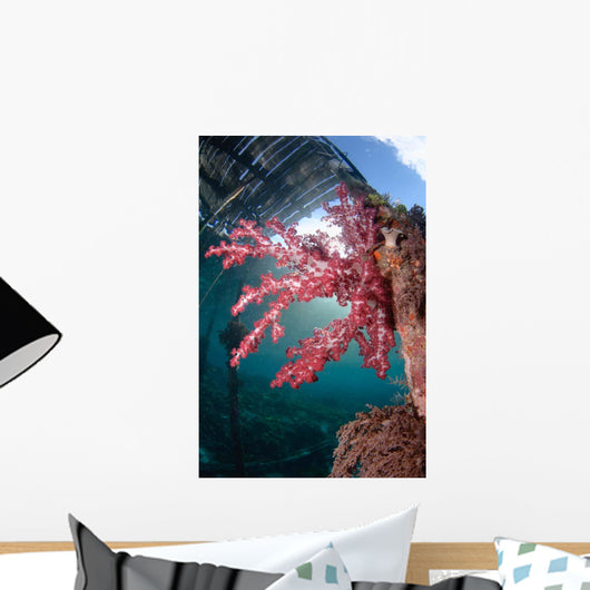 Soft Coral Dendronephthya Sp Wall Decal Design 1