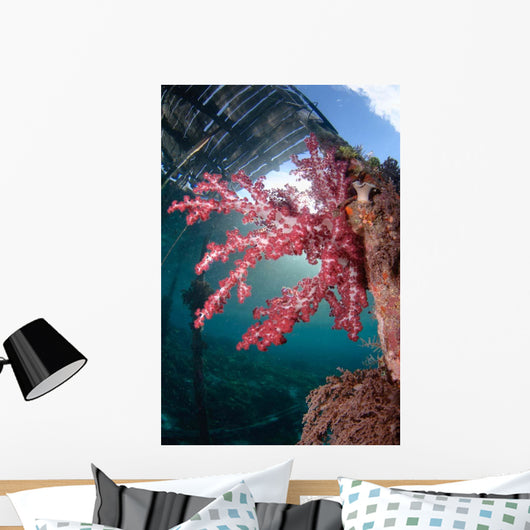 Soft Coral Dendronephthya Sp Wall Decal Design 1