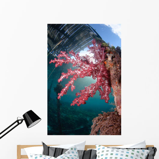 Soft Coral Dendronephthya Sp Wall Decal Design 1