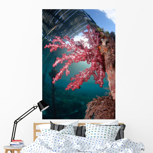 Soft Coral Dendronephthya Sp Wall Decal Design 1