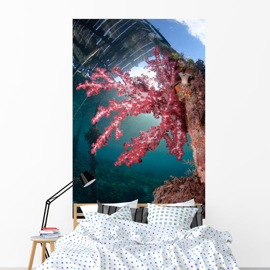 Soft Coral Dendronephthya Sp Wall Decal Design 1