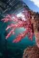Soft Coral Dendronephthya Sp Wall Decal Design 1