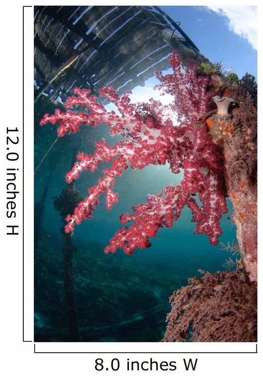 Soft Coral Dendronephthya Sp Wall Decal Design 1