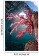 Soft Coral Dendronephthya Sp Wall Decal Design 1