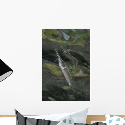 Estuarine Halfbeak Reflecting Surface Wall Decal