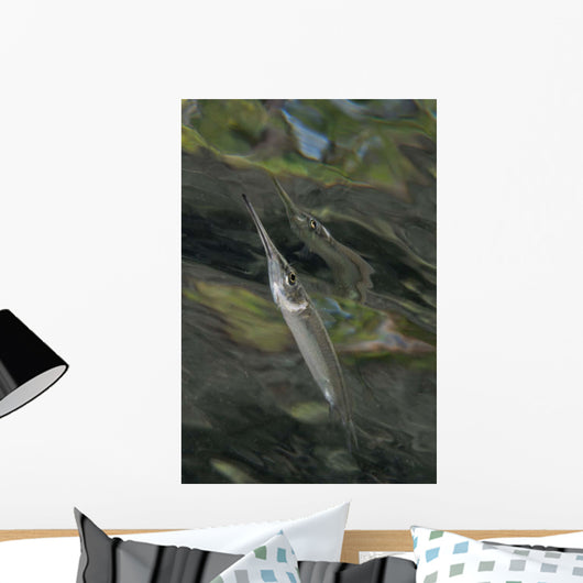 Estuarine Halfbeak Reflecting Surface Wall Decal
