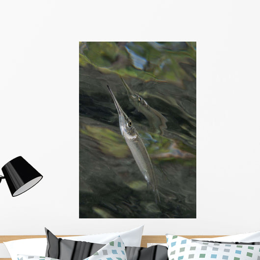 Estuarine Halfbeak Reflecting Surface Wall Decal