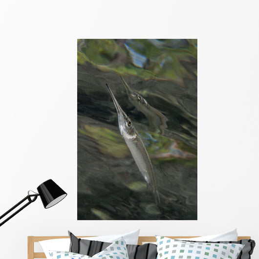 Estuarine Halfbeak Reflecting Surface Wall Decal
