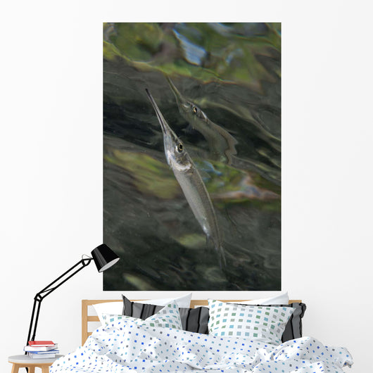 Estuarine Halfbeak Reflecting Surface Wall Decal