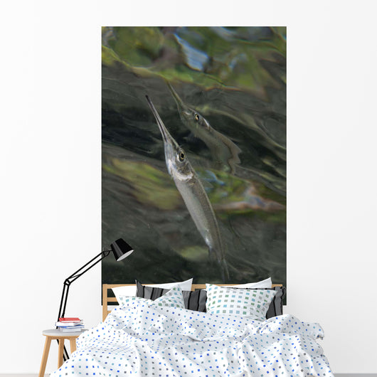 Estuarine Halfbeak Reflecting Surface Wall Decal