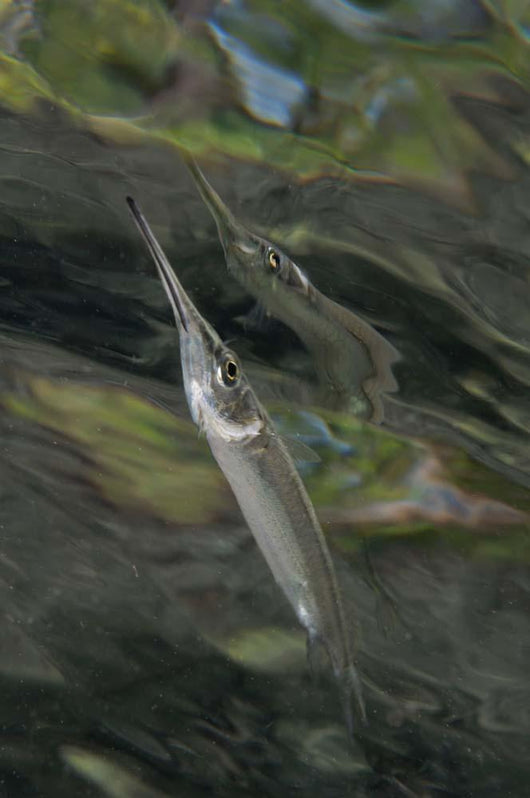 Estuarine Halfbeak Reflecting Surface Wall Decal