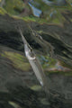 Estuarine Halfbeak Reflecting Surface Wall Decal