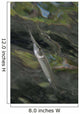 Estuarine Halfbeak Reflecting Surface Wall Decal