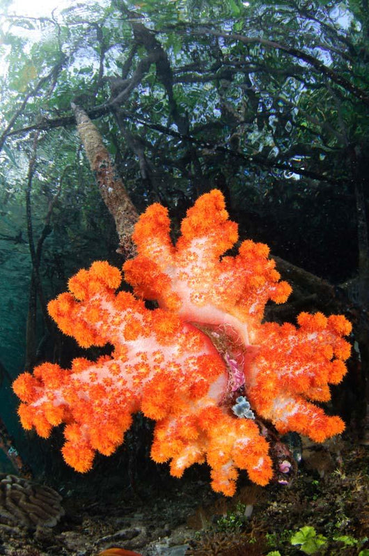 Soft Corals Growing Roots Wall Decal Design 2