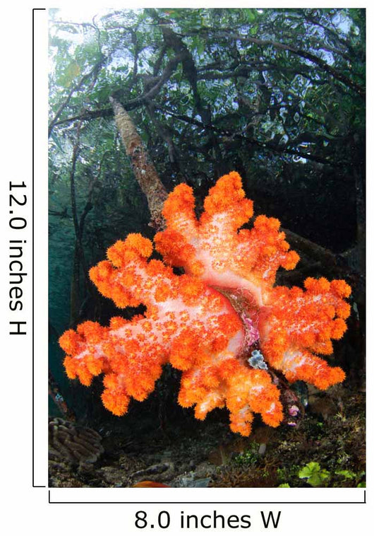 Soft Corals Growing Roots Wall Decal Design 2