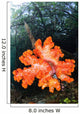Soft Corals Growing Roots Wall Decal Design 2