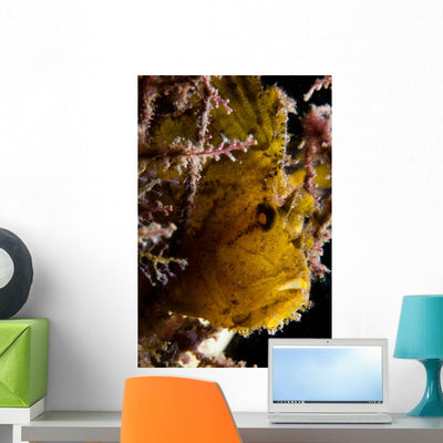 Backlit Leaf Scorpionfish Raja Wall Decal shown on a wall