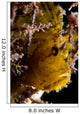 Backlit Leaf Scorpionfish Raja Wall Decal