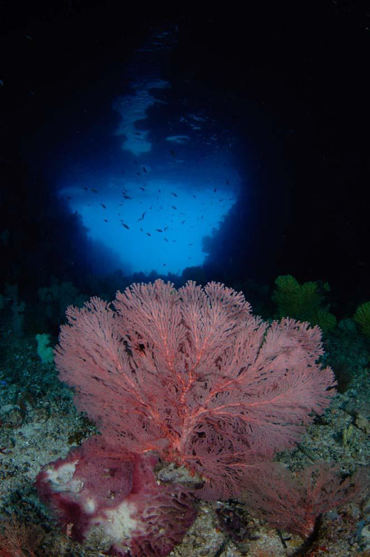 Gorgonian Sea Fan Front Wall Decal