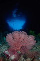 Gorgonian Sea Fan Front Wall Decal