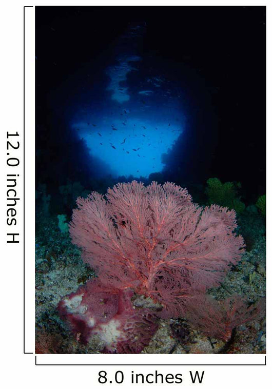 Gorgonian Sea Fan Front Wall Decal