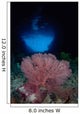 Gorgonian Sea Fan Front Wall Decal