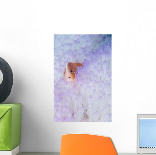 Pink Anemonefish Bleached Magnificent Wall Decal