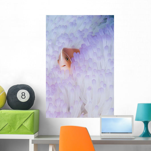 Pink Anemonefish Bleached Magnificent Wall Decal