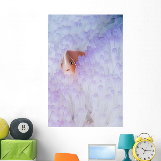Pink Anemonefish Bleached Magnificent Wall Decal